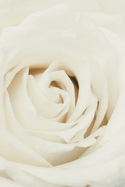 White Rose by 1x Studio III metal wall art