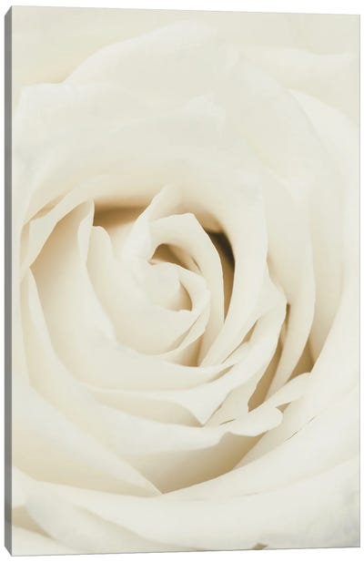 White Rose Canvas Art Print - 1x Floral and Botanicals
