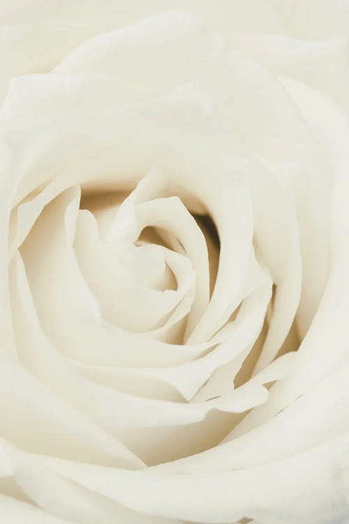 White Rose