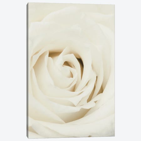 White Rose Canvas Print #OXM7095} by 1x Studio III Canvas Wall Art