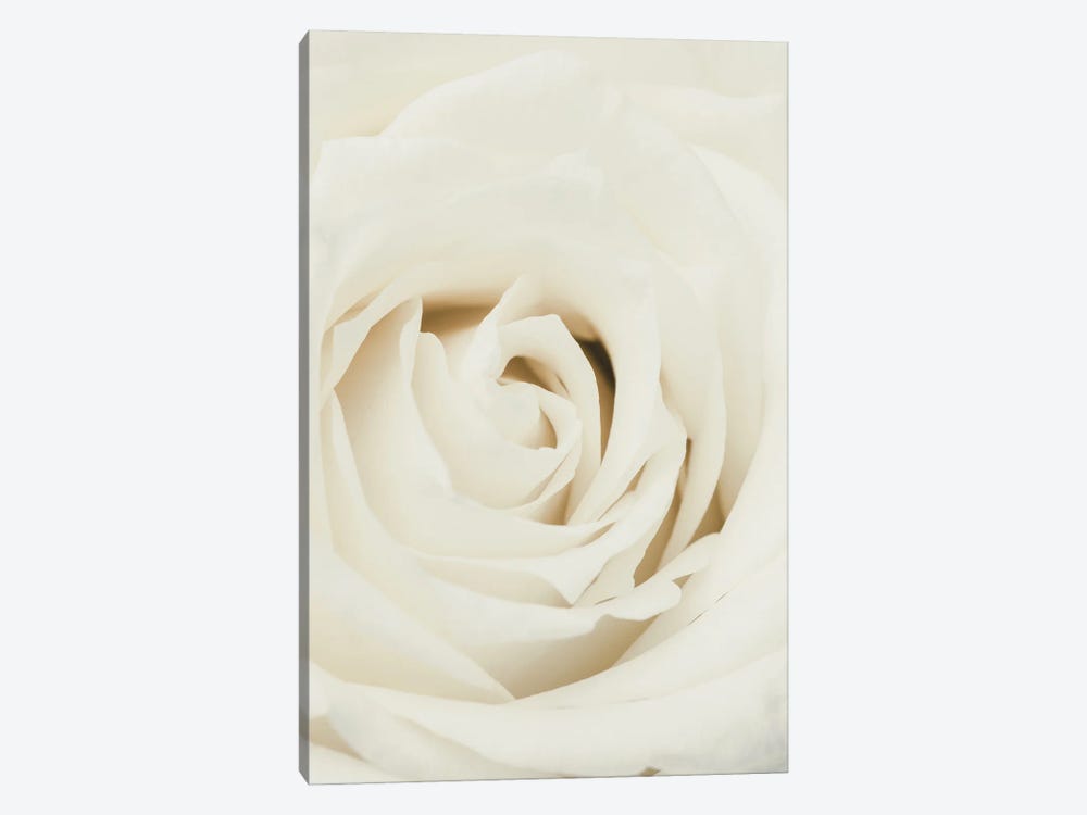 White Rose by 1x Studio III 1-piece Art Print