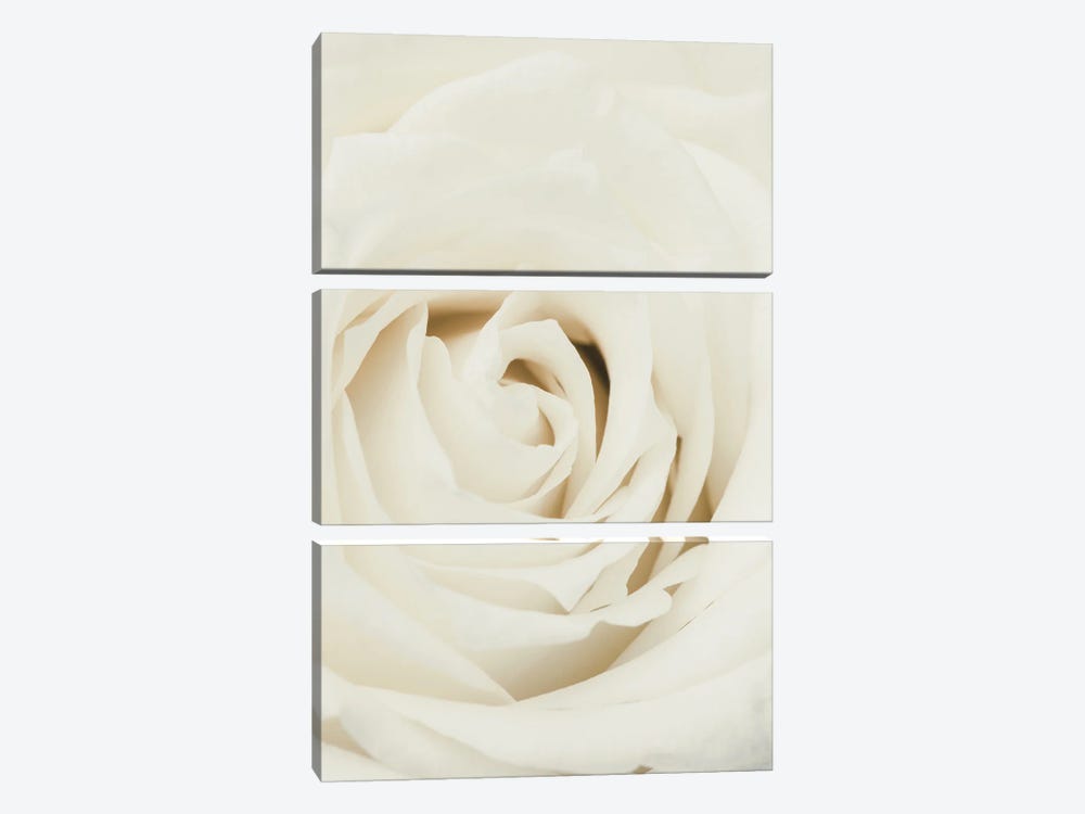 White Rose by 1x Studio III 3-piece Canvas Print