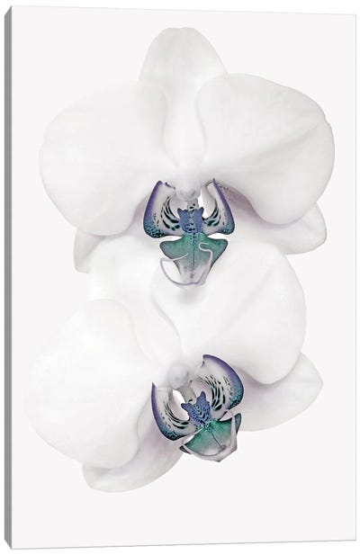Blue Orchid Canvas Art Print - 1x Floral and Botanicals