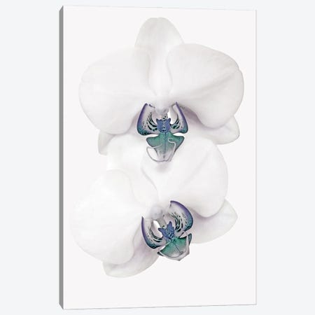 Blue Orchid Canvas Print #OXM7117} by Brian Haslam Canvas Print
