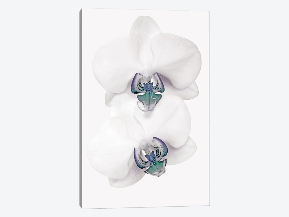 Blue Orchid by Brian Haslam 1-piece Canvas Art