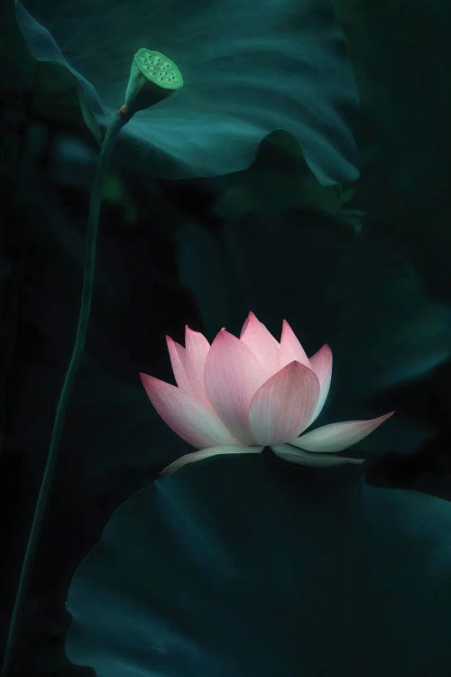 Lotus Flower by Catherine W. wall art