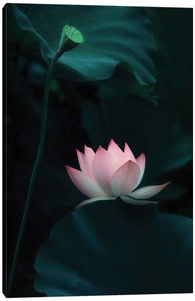 Lotus Flower Canvas Art Print