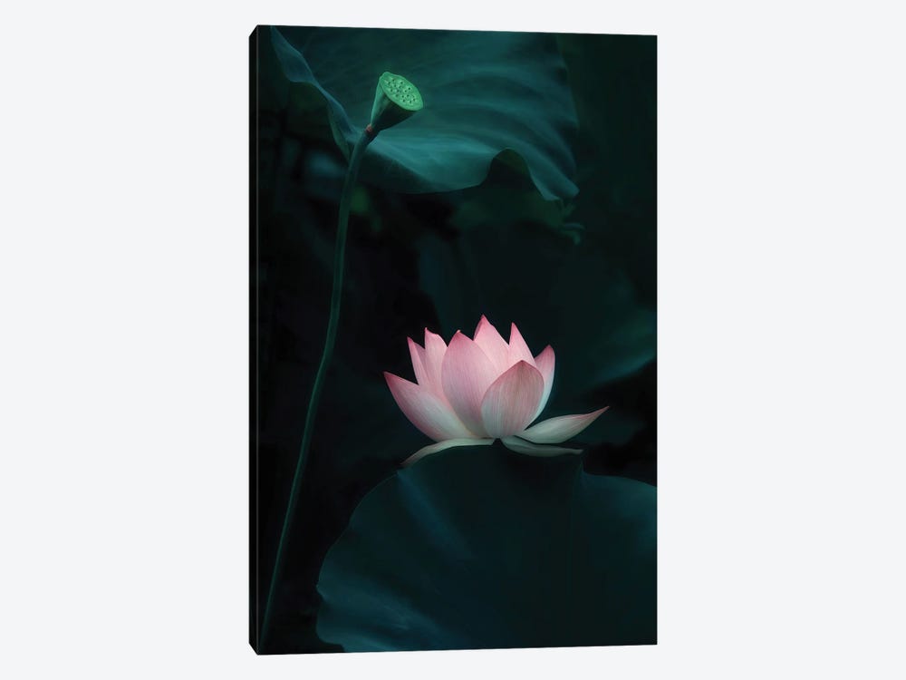 Lotus Flower by Catherine W. 1-piece Canvas Artwork