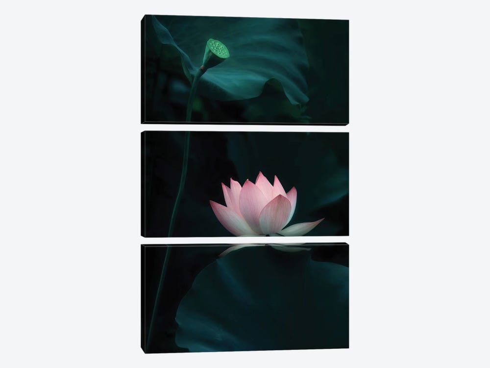 Lotus Flower by Catherine W. 3-piece Canvas Art