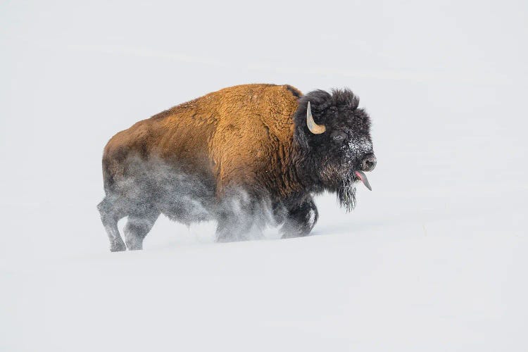 Bison In The Snow