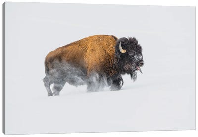Bison In The Snow Canvas Art Print