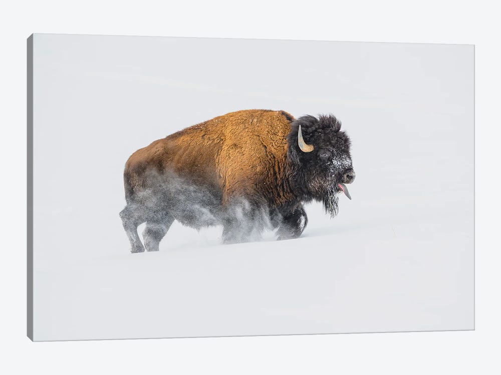 Bison In The Snow by Debbie Hunt 1-piece Canvas Print