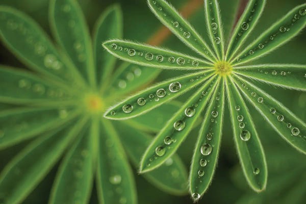 Pearly Lupine