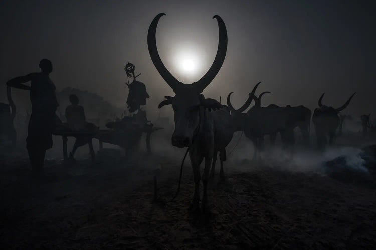 At A Mundari Cattle Camp - South Sudan