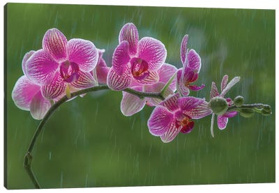Orchid Flower In Rain Canvas Art Print - 1x Floral and Botanicals