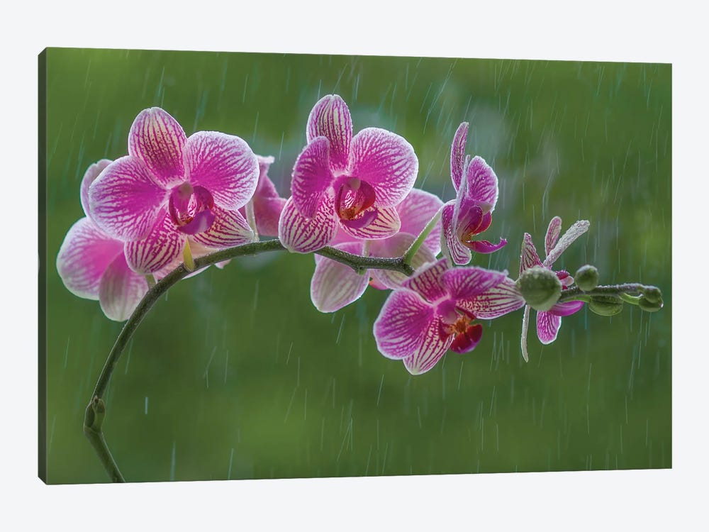 Orchid Flower In Rain by Kutub Uddin 1-piece Canvas Art Print