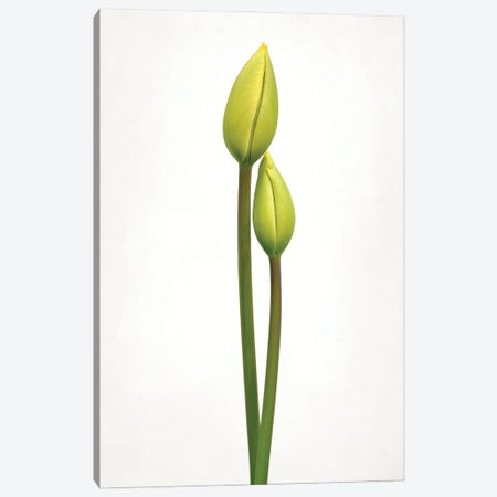 Tulip Time Canvas Print #OXM7174} by Lotte Gronkjar Canvas Art Print