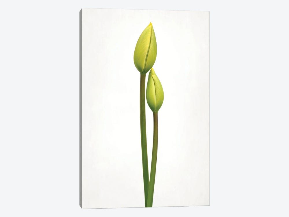 Tulip Time by Lotte Gronkjar 1-piece Art Print