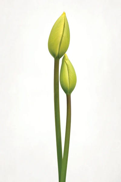 Tulips: Tulip Time by Lotte Gronkjar