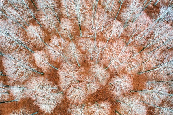 The Bare Forest
