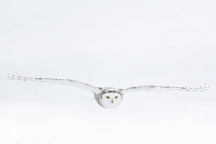 White On White by Massimo Felici wall art