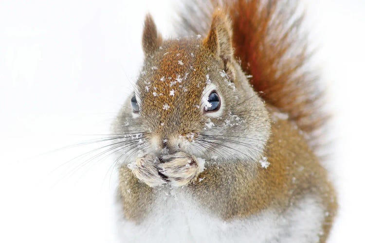 Christmas Squirrel