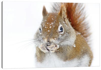 Christmas Squirrel Canvas Art Print