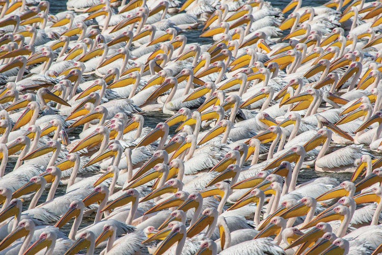 Pelican Parade by Natalia Rublina wall art