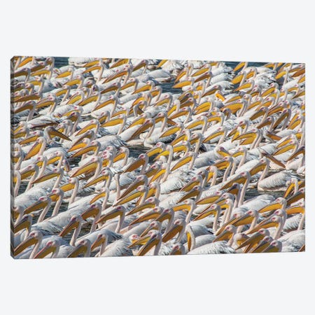 Pelican Parade Canvas Print #OXM7200} by Natalia Rublina Canvas Artwork