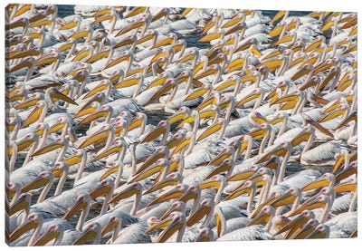 Pelican Parade Canvas Art Print - Pelican Art