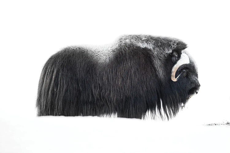 Muskox