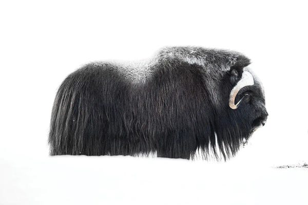 Muskox