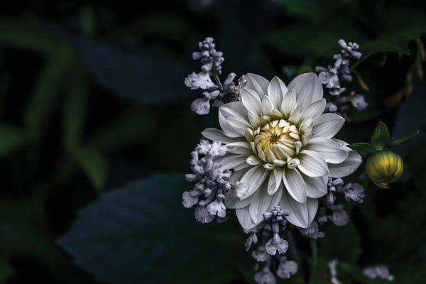 Dahlias: Dahlia Flower by Ronny Olsson