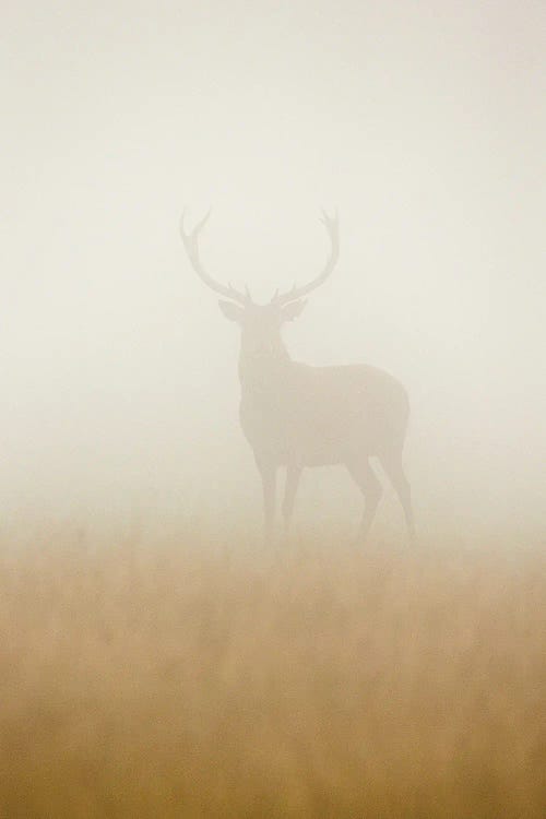 Ghost Stag by Stuart Harling wall art