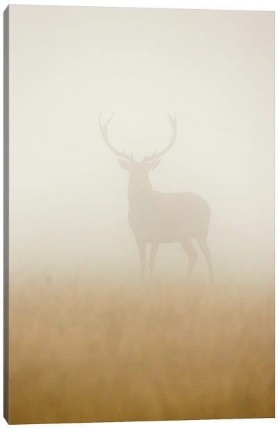 Ghost Stag Canvas Art Print