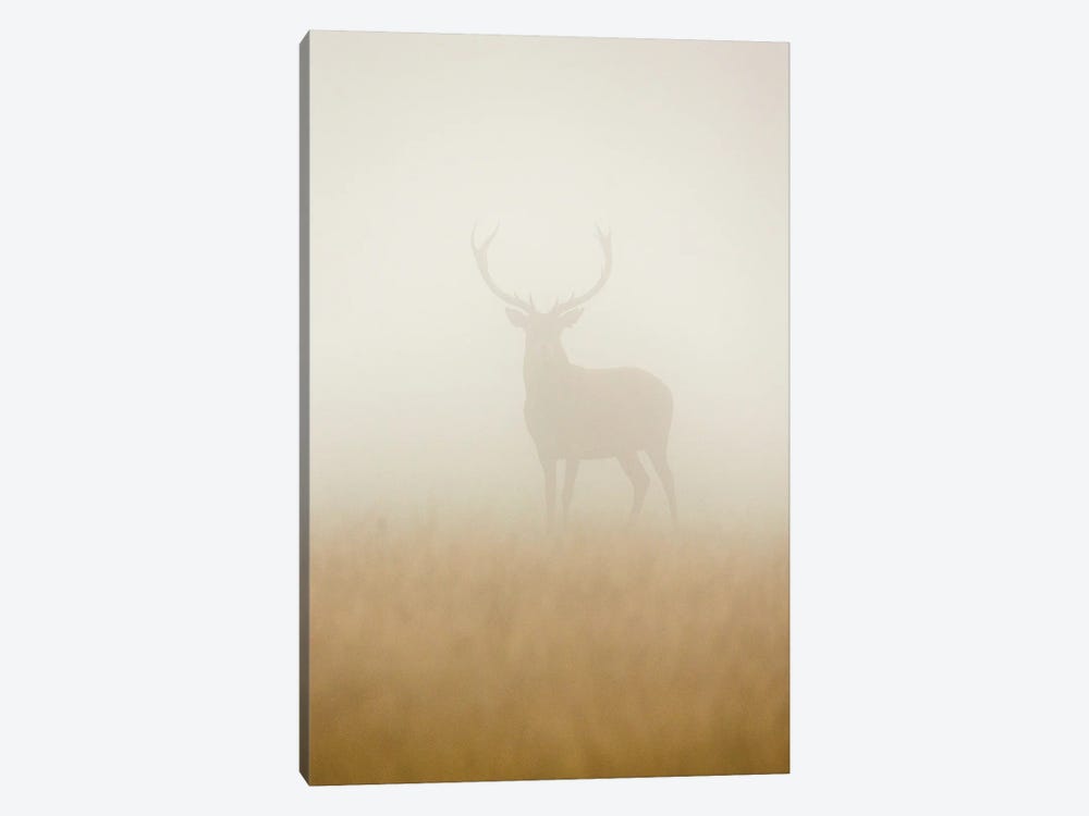 Ghost Stag by Stuart Harling 1-piece Canvas Art Print