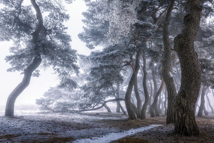 Hoarfrost On The Tree