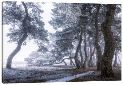 Hoarfrost On The Tree Canvas Art Print - 1x Collection