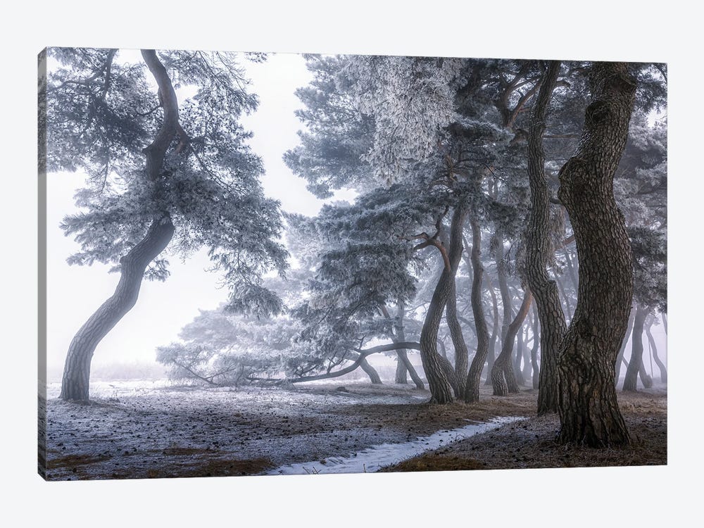 Hoarfrost On The Tree by Tiger Seo 1-piece Canvas Print