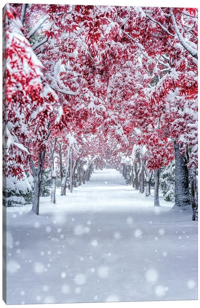 Snow Maple Canvas Art Print