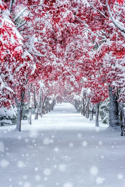 Maple Trees: Snow Maple by Yuusei Nagahata