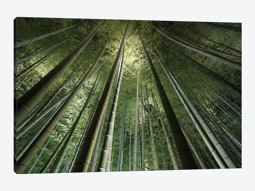 Bamboo Night II by Takeshi Marumoto 1-piece Canvas Art
