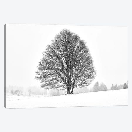 Lonely Tree Canvas Print #OXM7266} by Martin Froyda Canvas Art Print