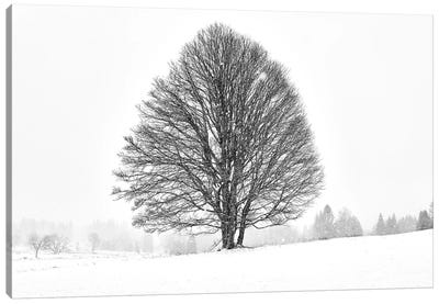 Lonely Tree Canvas Art Print - 1x Collection