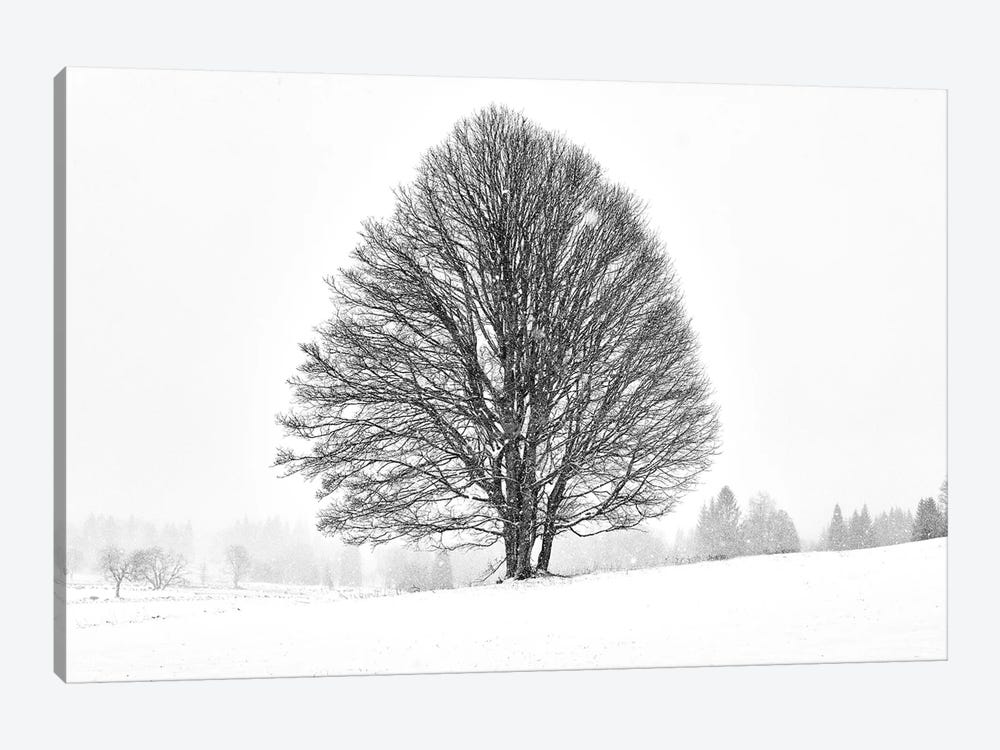 Lonely Tree by Martin Froyda 1-piece Canvas Wall Art