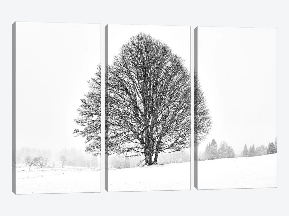 Lonely Tree by Martin Froyda 3-piece Canvas Wall Art