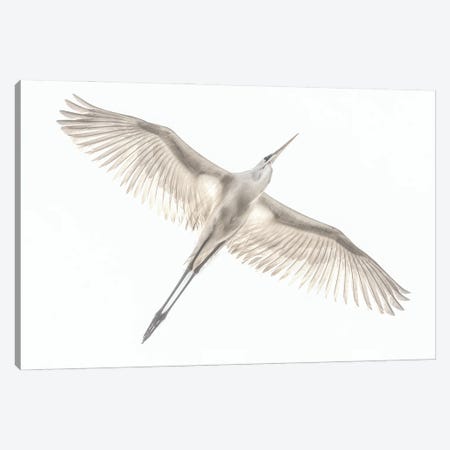 Fly Canvas Print #OXM7269} by Keren Or Canvas Artwork