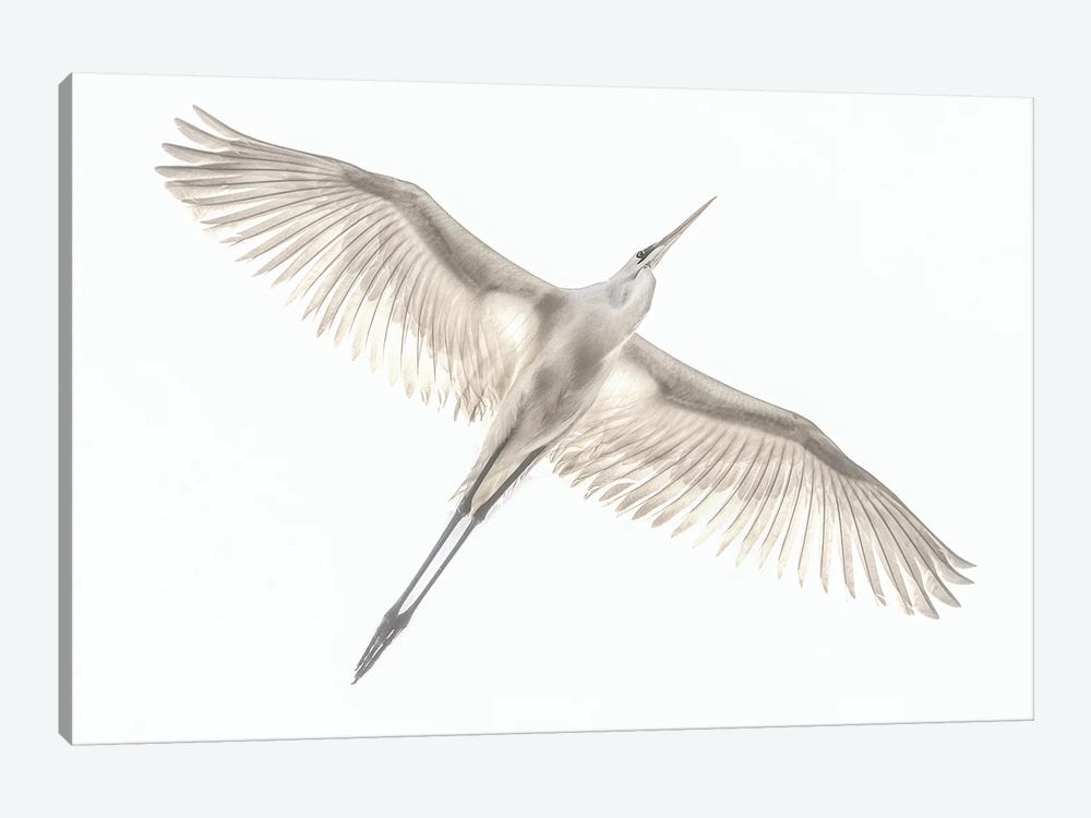 Fly by Keren Or 1-piece Art Print