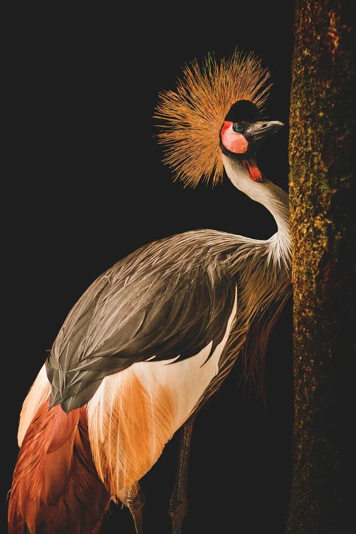 Grey Crowned Crane by Jealousy wall art