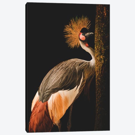 Grey Crowned Crane Canvas Print #OXM7272} by Jealousy Canvas Print